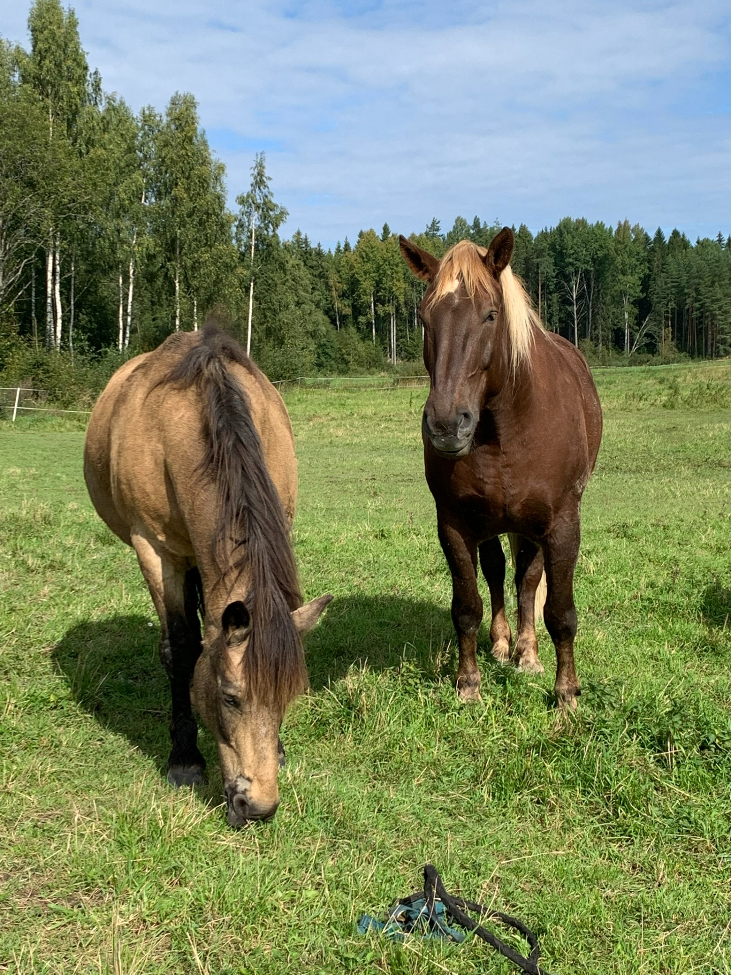 Hevosavusteinen psykoterapia
